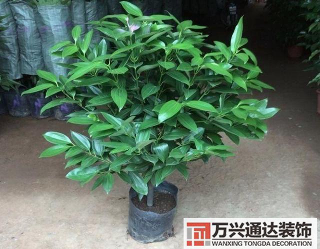 風水家里養什么花好在風水上家里養什么花最好